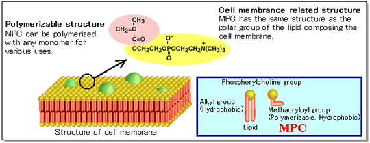 Figure 1: Cell Membrane Structure and 2-methacryloyloxy ethyl phosphorylcholine