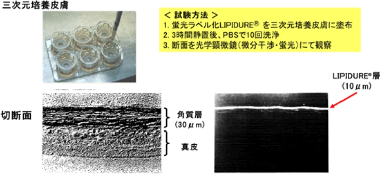 LIPIDURE®の三次元培養皮膚モデルへの吸着性