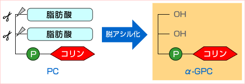 分子構造