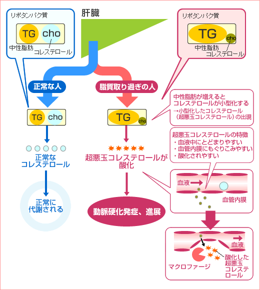 メタボ 超悪玉コレステロールには ポリコサノール 健康食品 原料 日油株式会社 健康専科