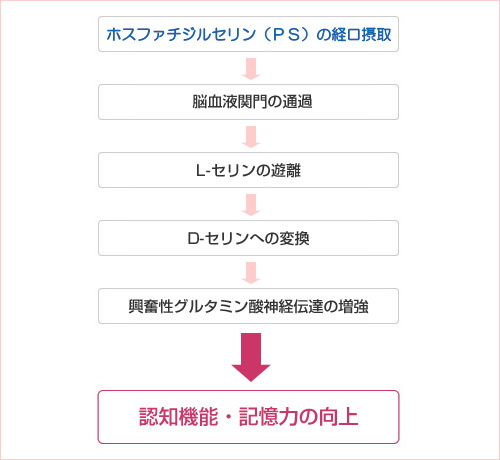 想定される作用機序