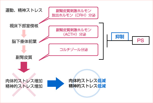 想定される作用機序