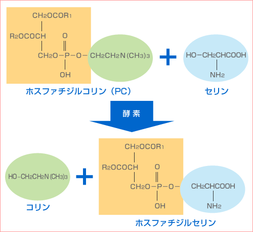 ホスファチジル セリン 効果