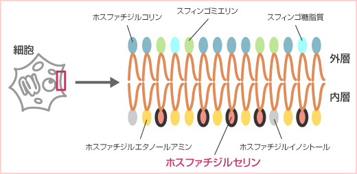 コリン ジル フォス ファチ