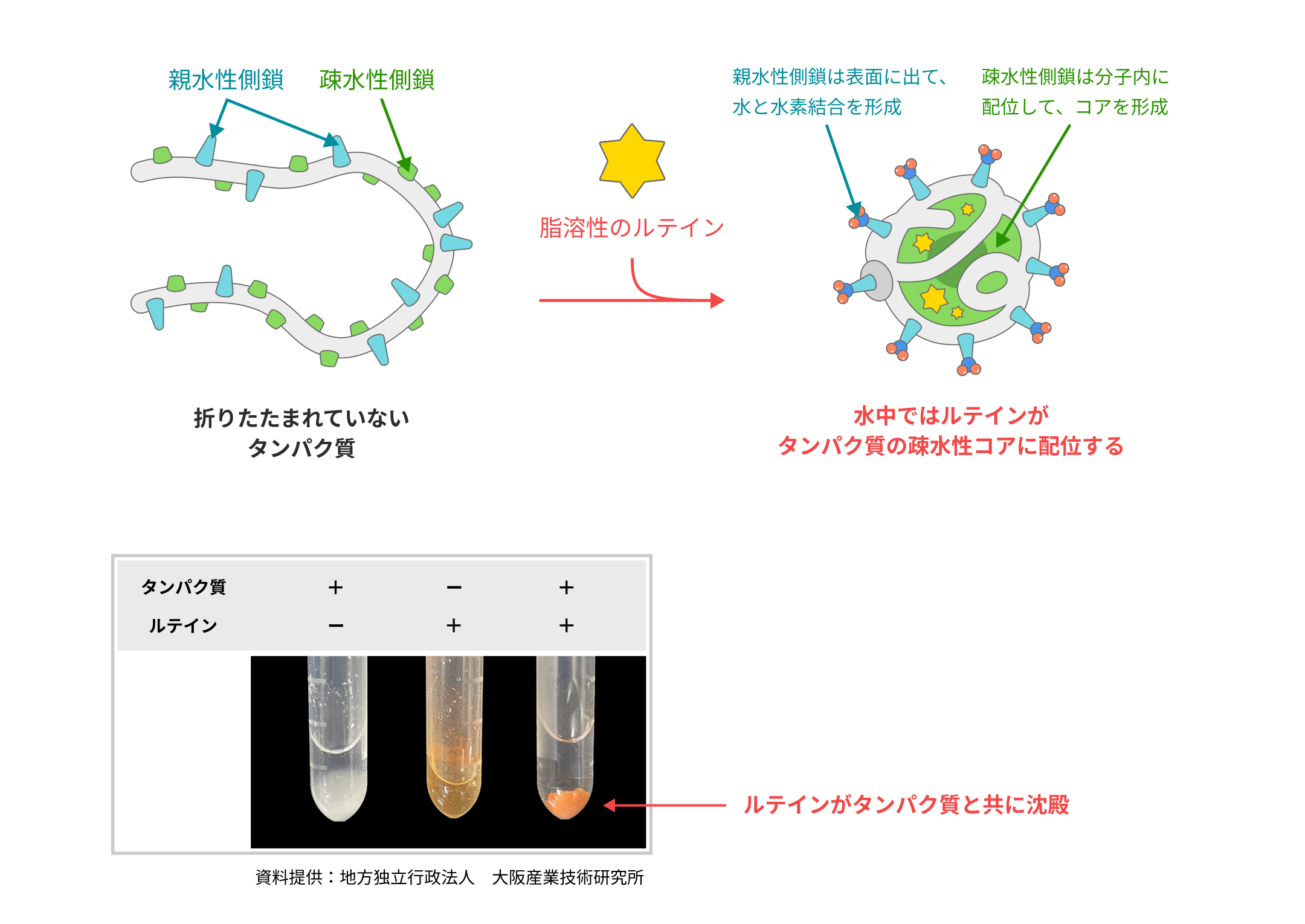 ルテインのタンパク質への作用