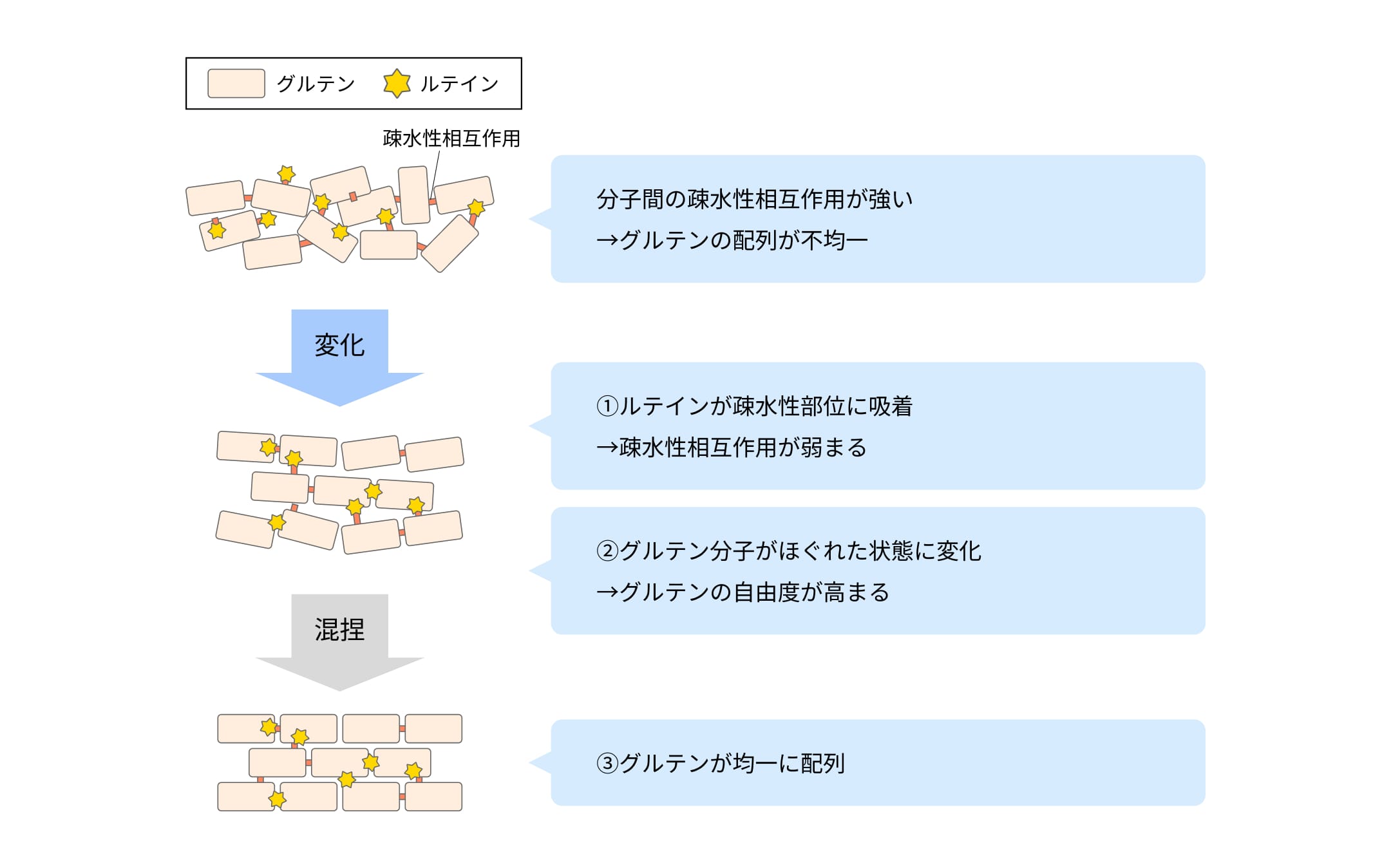 ルテインのタンパク質への作用