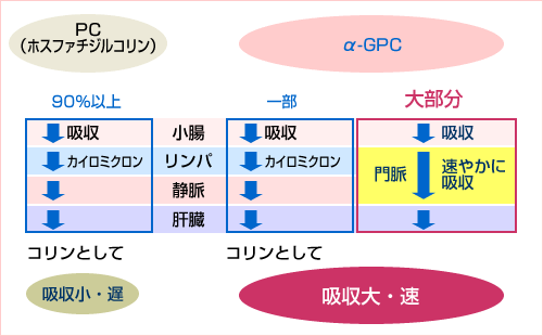 PCとα-GPC