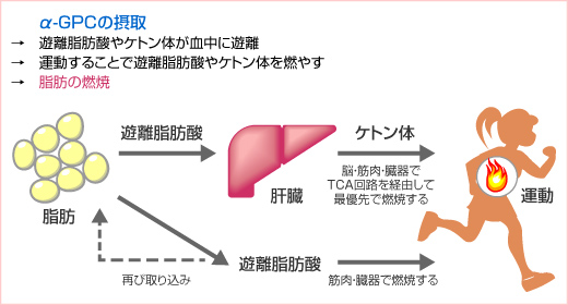 α-GPC コリン補給剤 脳機能、美容、スポーツパフォーマンス向上に期待 ...