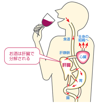 お酒は肝臓で分解される