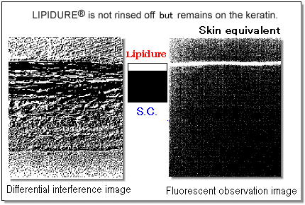 Photo 2: Anchoring Effect with a 3 Dimensional Cultivated Skin Model