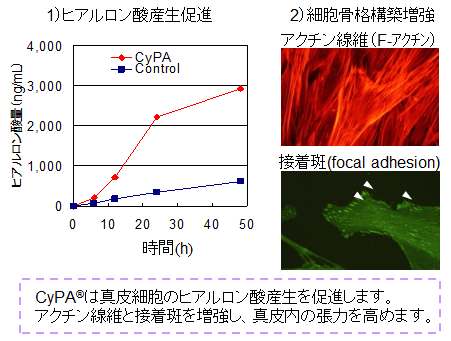 CyPA®-ET 【液体】、CyPA®-PW【粉末】