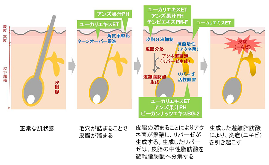 アクネケア効果を有する植物エキスの図