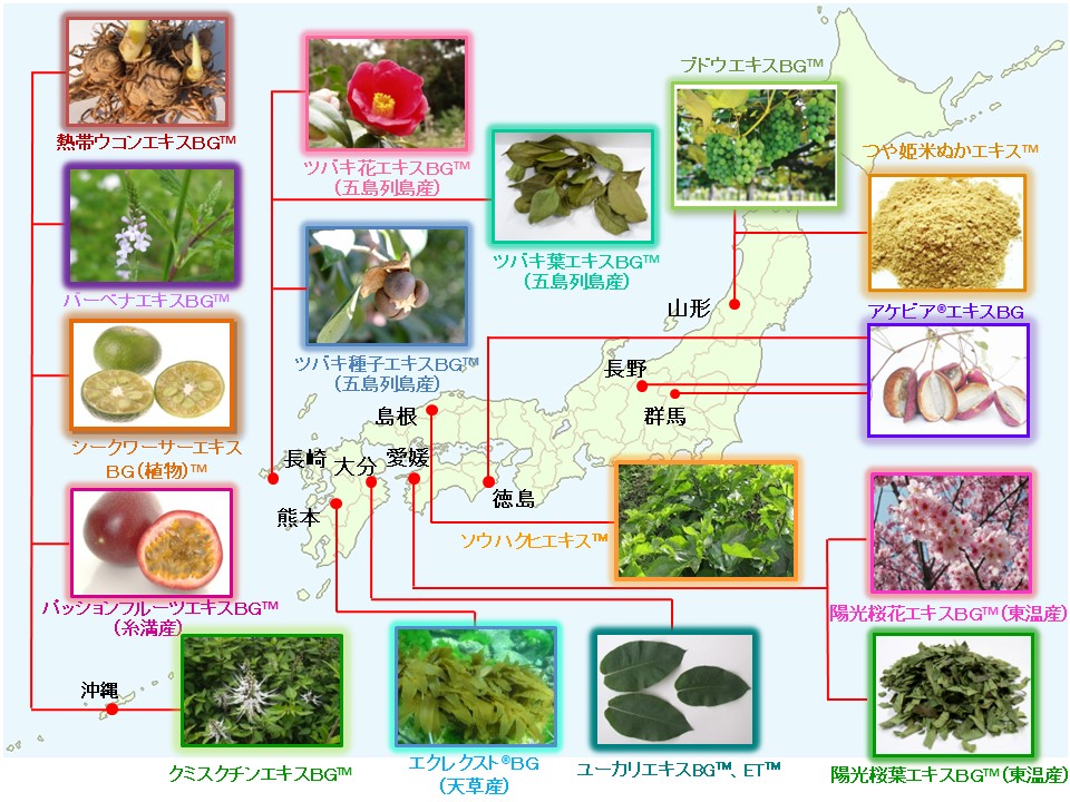 美白効果を有する植物エキスの図