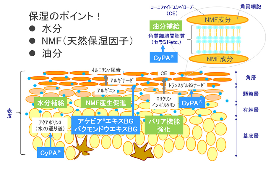 保湿効果を有する植物エキスの図