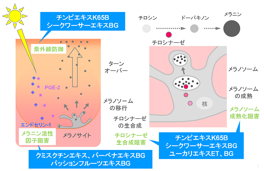 美白効果を有する植物エキスの図