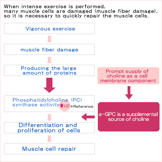 When intense exercise is performed, many muscle cells are damaged (muscle fiber damage), so it is necessary to quickly repair the muscle cells.