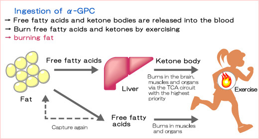 Ingestion of -GPC