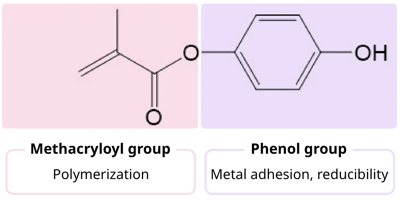 Methacryloyl group Polymerization,Phenol group Metal adhesion, reducibility