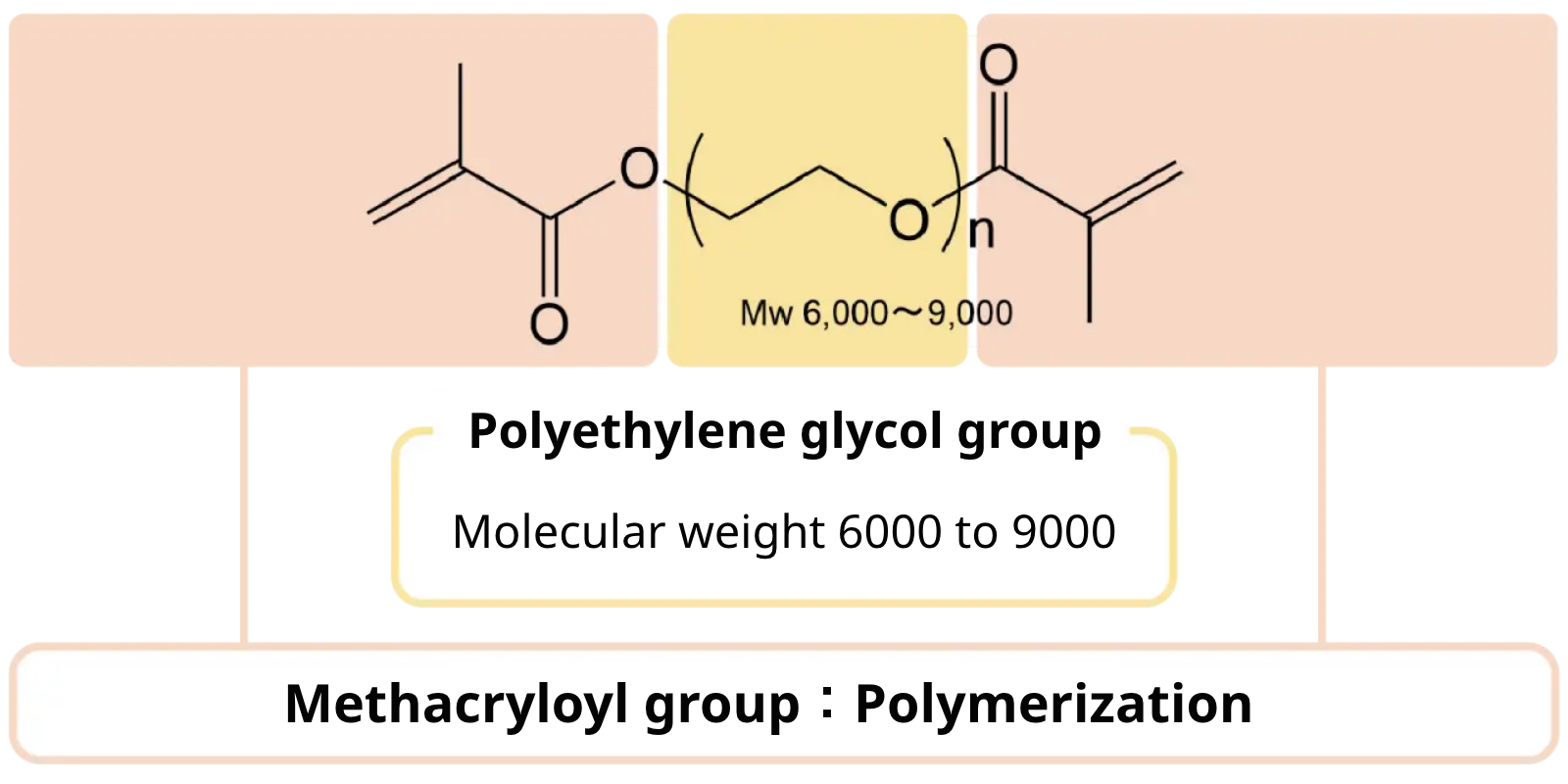 Methacryloyl group Polymerization