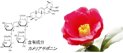 ツバキ種子エキスbg 原料で探す Cosmetic Lounge Com コスメティックラウンジドットコム 日油株式会社 ツバキ種子エキスbg 原料で探す Cosmetic Lounge Com コスメティックラウンジドットコム 日油株式会社