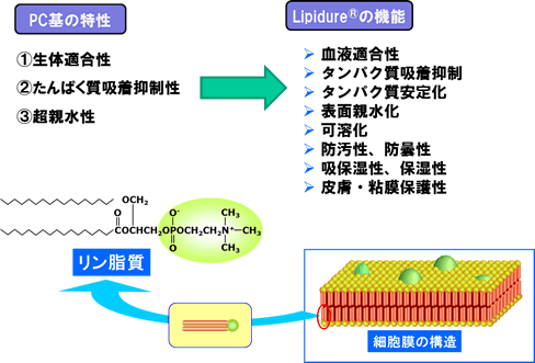 PC基の特性、Lipidure<sup>®</sup>の機能