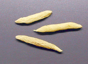 バクモンドウエキス Bg 原料で探す Cosmetic Lounge Com コスメティックラウンジドットコム 日油株式会社