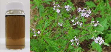 バーベナエキスBG  原料で探す  Cosmetic Lounge.com 