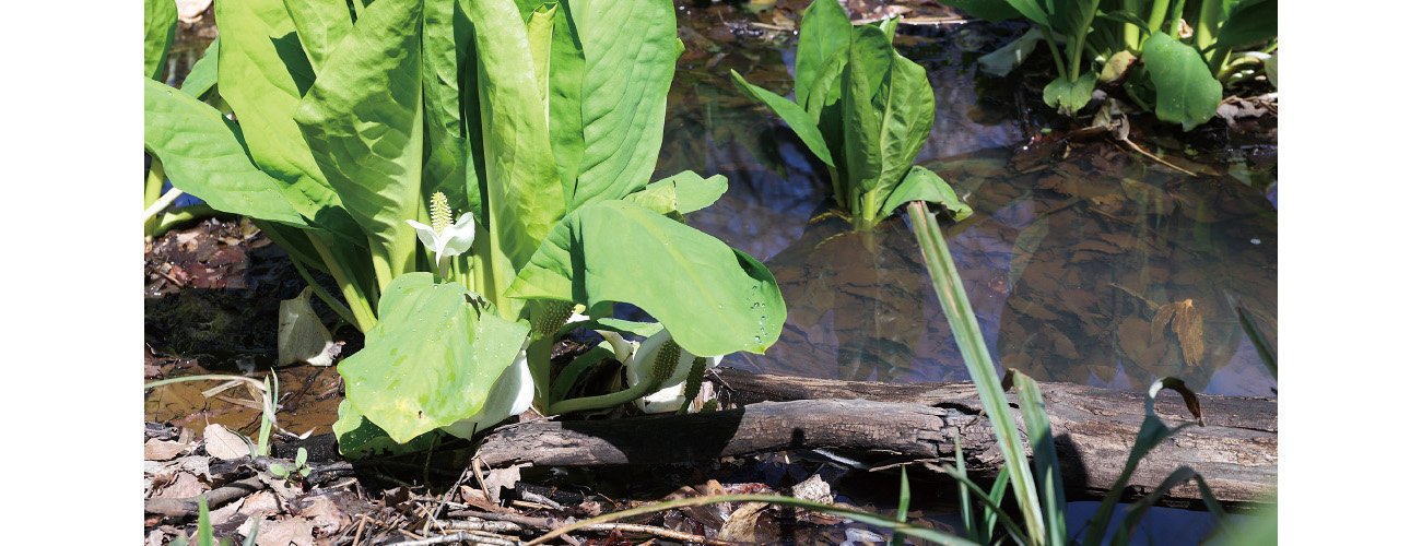 沼地に水芭蕉の株が密生していて、白い花のつぼみが付いています。