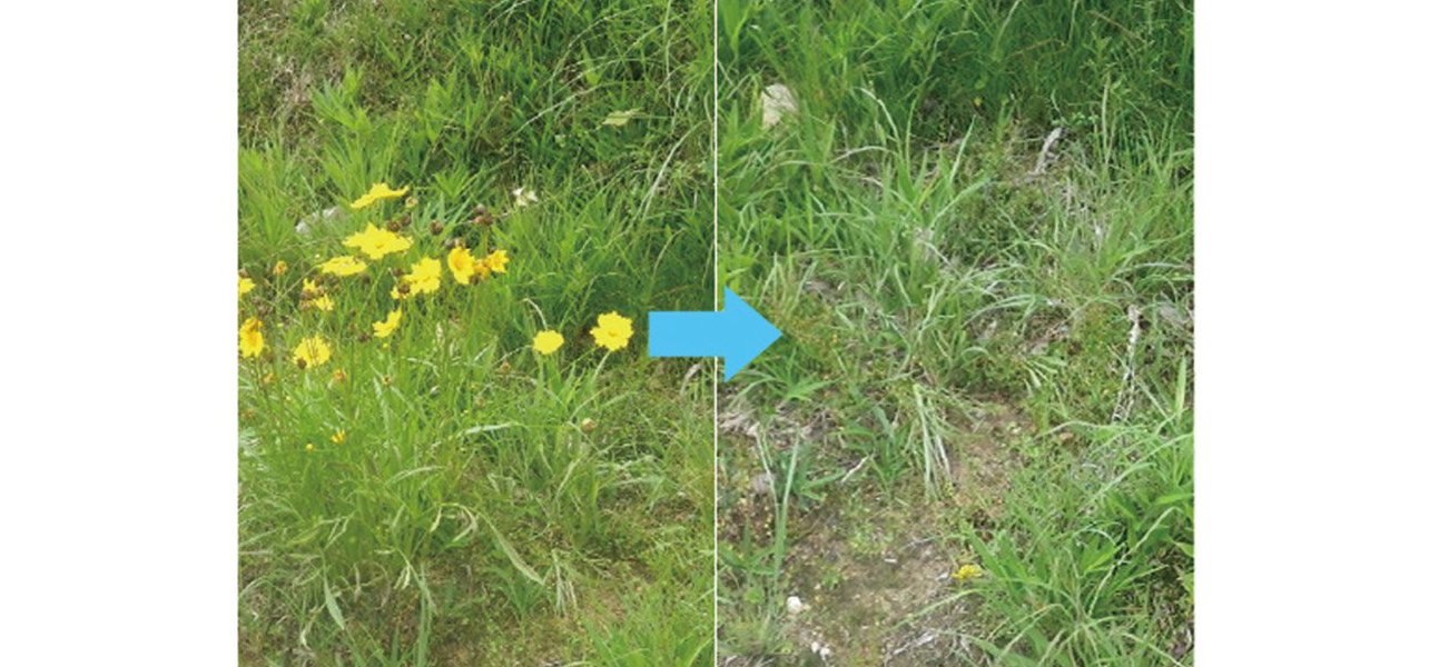草むらの雑草の中に、沢山咲いている黄色のオオキンケイギクの花を駆除して緑の草むらになりました。