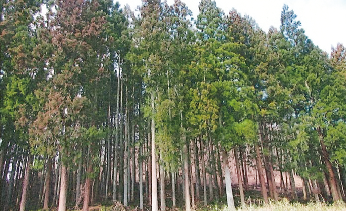 This is a forest that has been cleared to let the sunlight in.