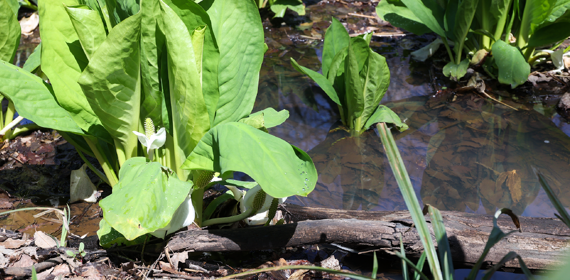  Clusters of Asian skunk cabbage grow densely in the marsh, bearing white flower buds.