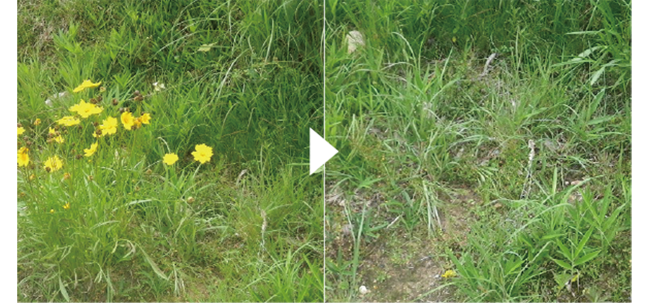  We eradicated the masses of yellow *Coreopsis lanceolata* flowers blooming in the field, leaving behind a patch of green grass.