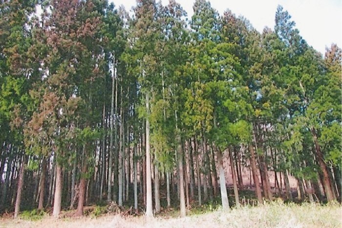 整備後の林で、地面間際の低木やツタ類が払われて、日光が通って明るくなっています。