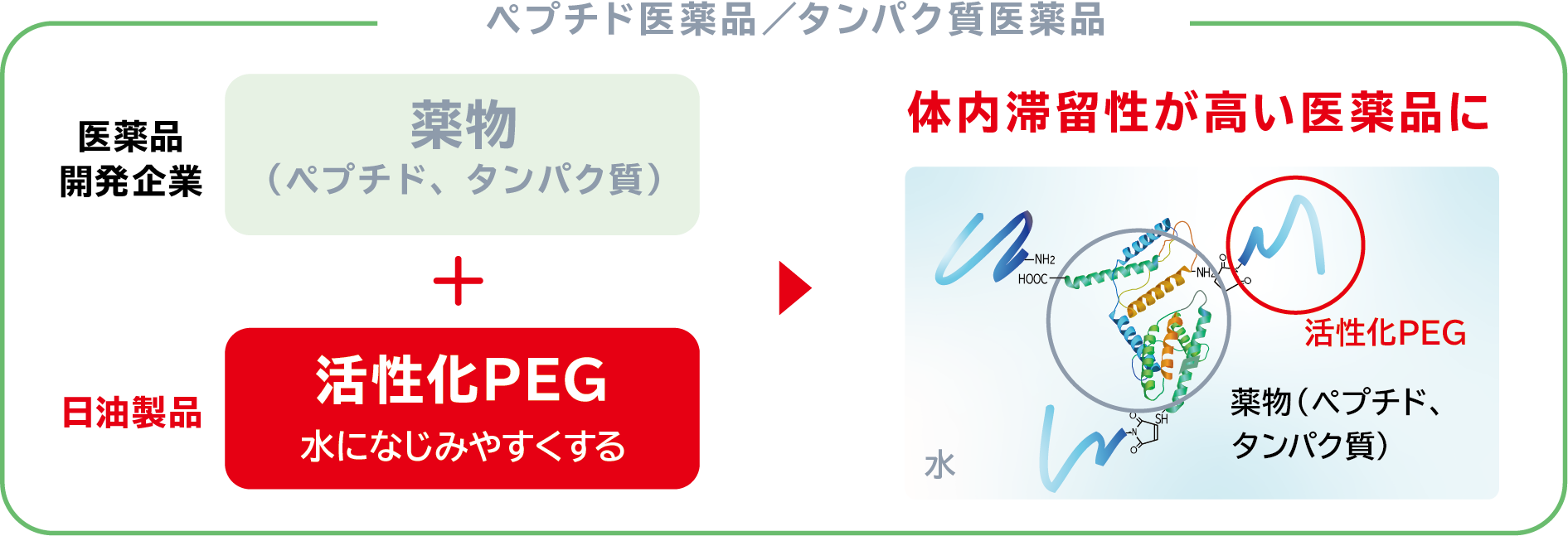  日油の活性化PEGが使用されるペプチド医薬品、タンパク質医薬品について示した図です。医薬品開発企業のペプチドやタンパク質などの薬物に、日油製品である活性化PEGを組み合わせ水になじみやすくすることで、体内滞留性が高い医薬品へと機能を向上させています。
