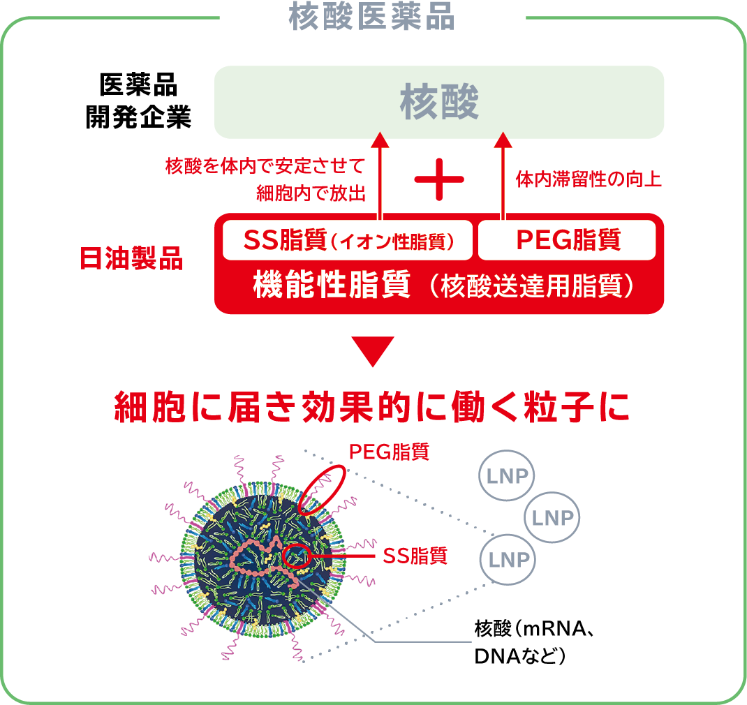  核酸医薬品における機能性脂質の役割と脂質ナノ粒子の構造を示した図解です。医薬品開発企業の核酸に対して、日油製品である核酸送達用の機能性脂質を組み合わせています。機能性脂質のうち、イオン性脂質であるSS脂質は核酸を体内で安定させて細胞内で放出しやすくする機能を、PEG脂質は体内滞留性を向上させる機能をそれぞれ付与します。これらにより、mRNAやDNAなどの核酸を内部に包み込み、表面や内部をSS脂質やPEG脂質で構成した脂質ナノ粒子（LNP）を形成し、細胞に届き効果的に働く粒子へと導く仕組みが描かれています。