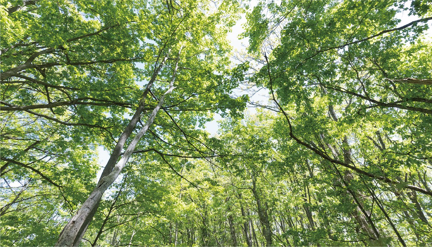 緑の木々が無数に生えている森で真上を見上げた風景です。