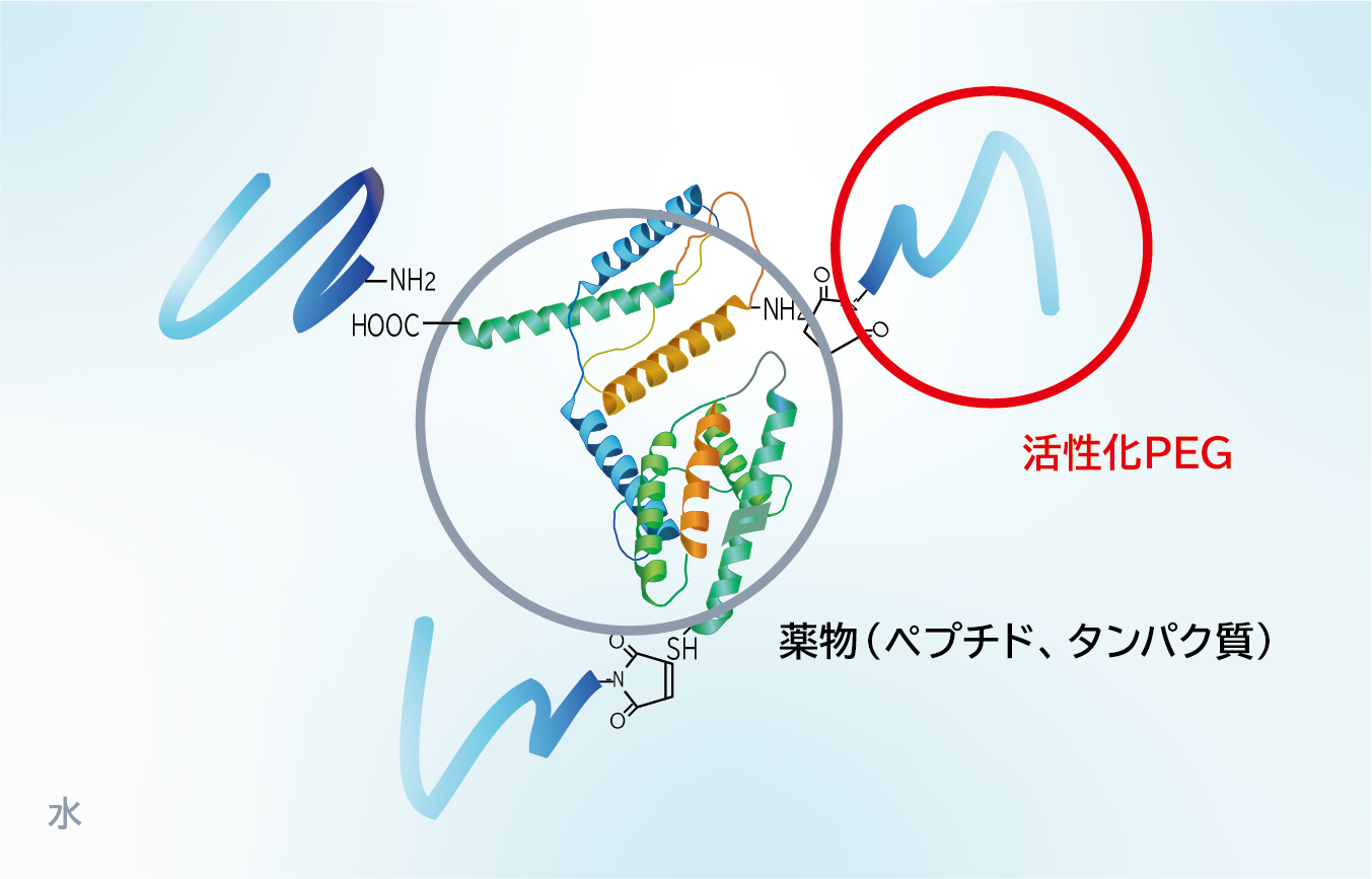  ペプチドやタンパク質などの薬物分子に対し、活性化PEGが結合している分子構造の模式図です。