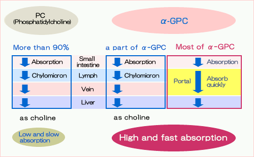 PC and α-GPC