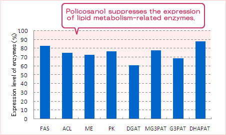 Policosanol suppresses the expression of lipid metabolism-related enzymes.