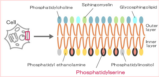 Existence of phosphatidylserine (PS)
