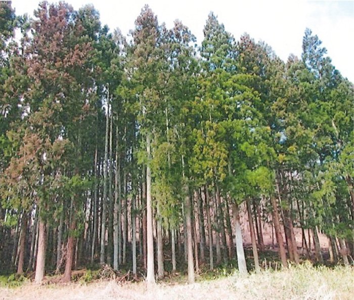 This is a forest that has been cleared and now lets in the sunlight.