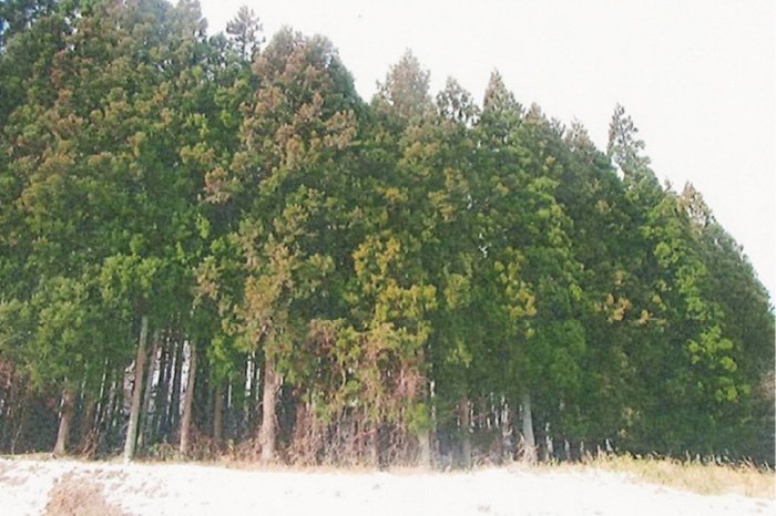 Before maintenance, the forest was dense with trees, and the forest looked dark and dense.