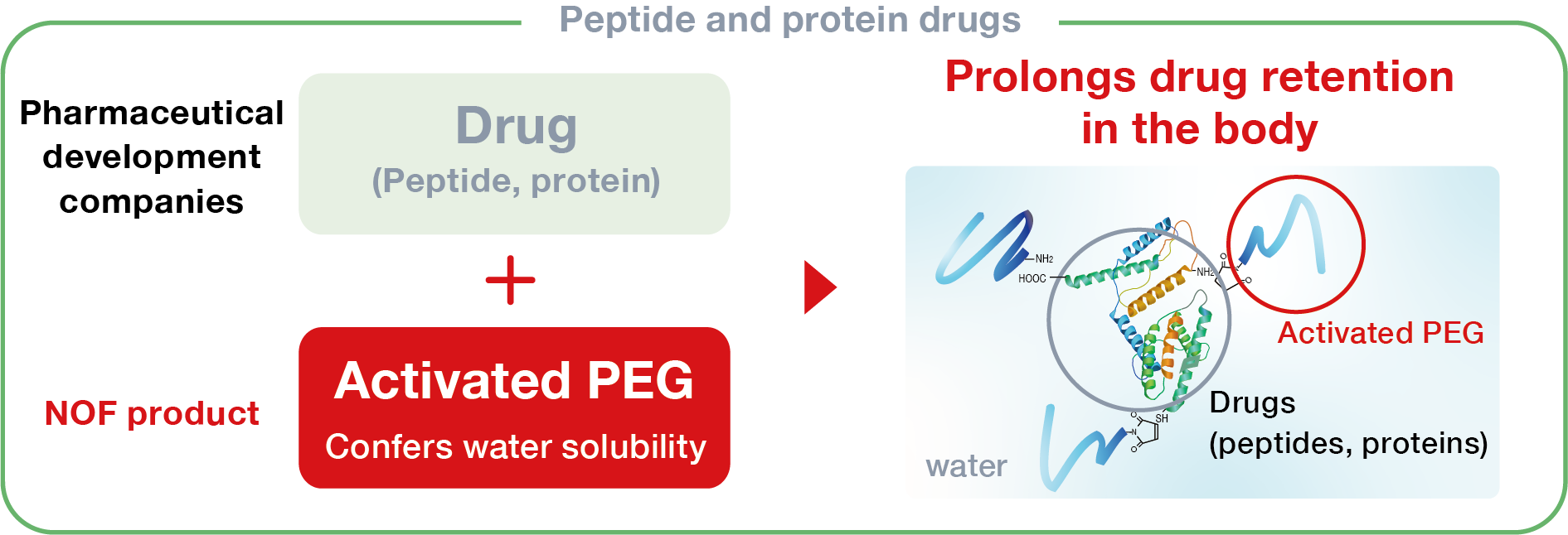  This diagram illustrates peptide and protein pharmaceuticals that utilize NOF’s activated PEG. By conjugating NOF’s activated PEG with drug substances—such as peptides or proteins developed by pharmaceutical companies—to enhance water solubility, the functionality of these drugs is improved, resulting in prolonged retention within the body.