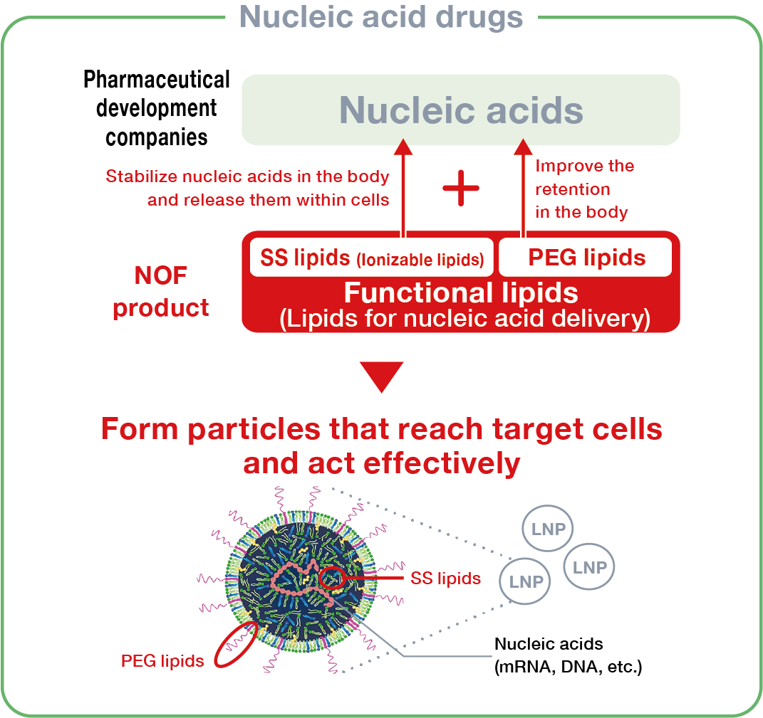  This diagram illustrates the role of functional lipids in nucleic acid therapeutics and the structure of lipid nanoparticles (LNPs). It depicts the combination of a pharmaceutical company's nucleic acid with NOF Corporation's functional lipids designed for nucleic acid delivery. Among these functional lipids, ionizable 