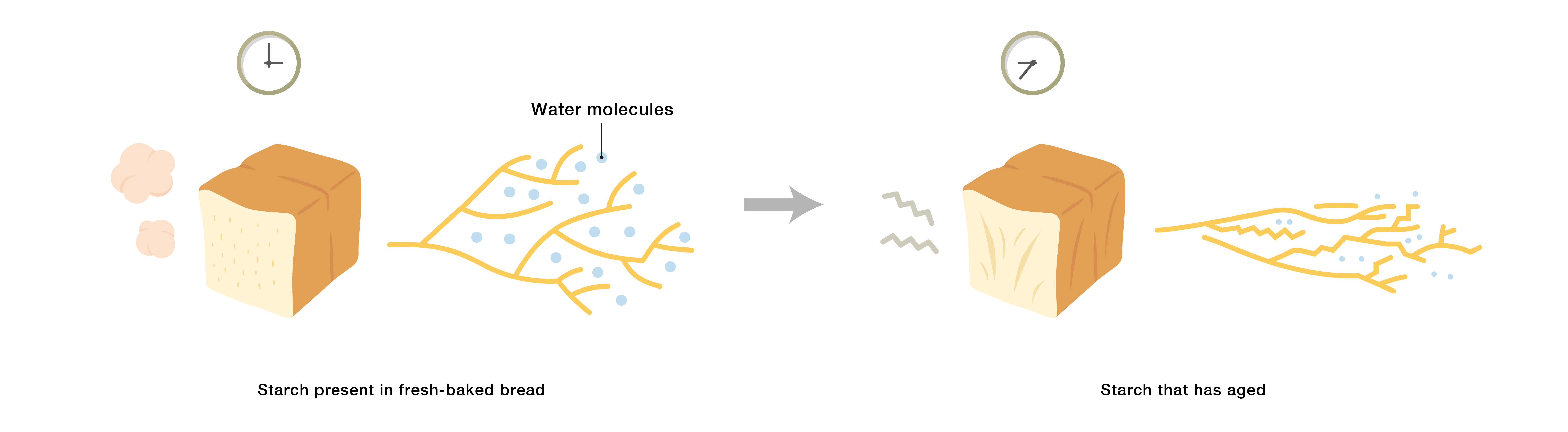 This illustration shows how as the starch in bread ages, the bread becomes harder. In fresh-baked bread, the starch structure swells with retained water molecules, but the water molecules decrease over time and the starch ages.