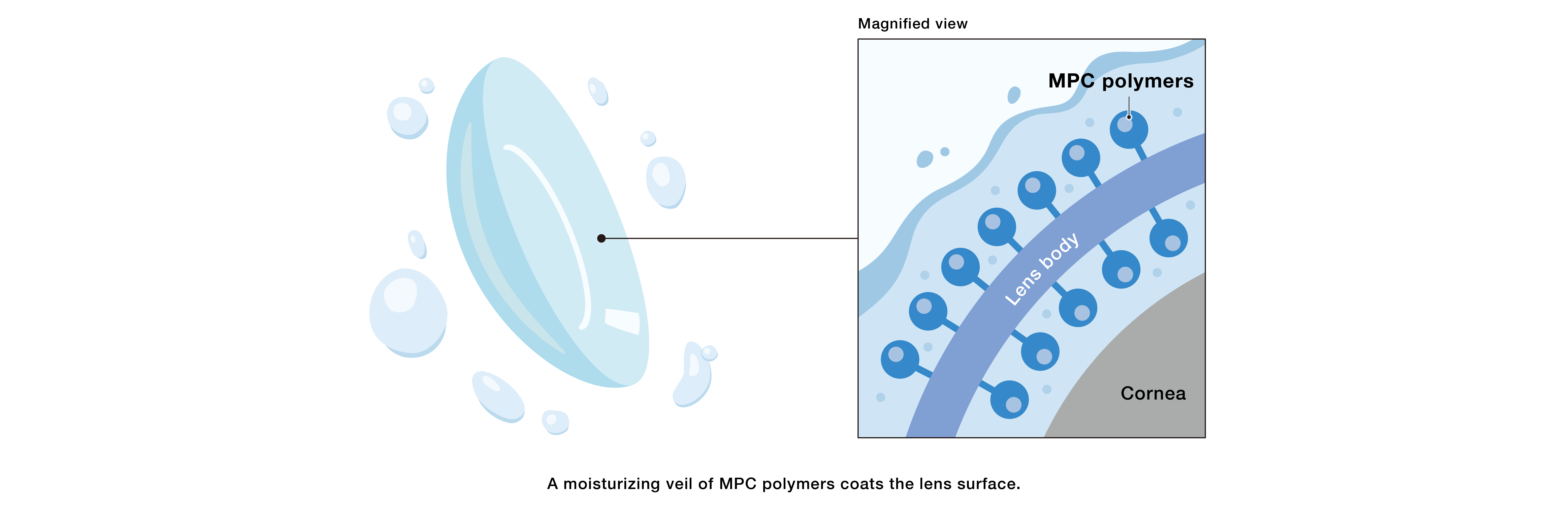 This schematic diagram shows a magnified view of the lens surface. MPC polymers coat the lens surface and retain moisture. This schematic diagram shows a magnified view of the lens surface. MPC polymers coat the lens surface and help retain moisture.