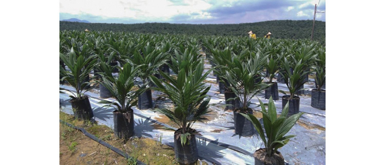 In the vast plantation as far as the eye can see, countless oil palm seedlings are being raised.
