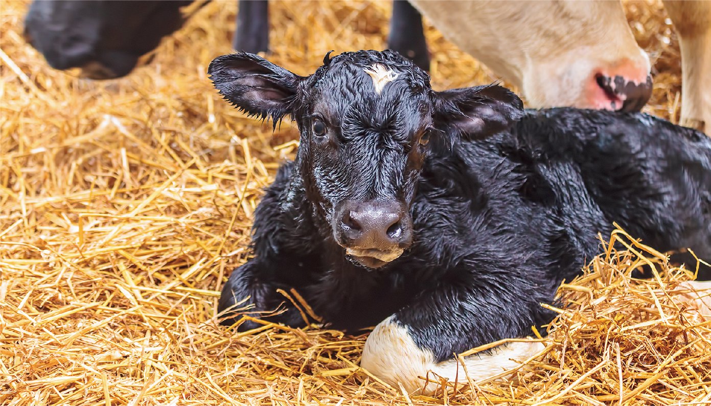 A newly-born black calf that can't stand yet is lying on the straw, and its brown mother cow is licking the calf's body from the back.
