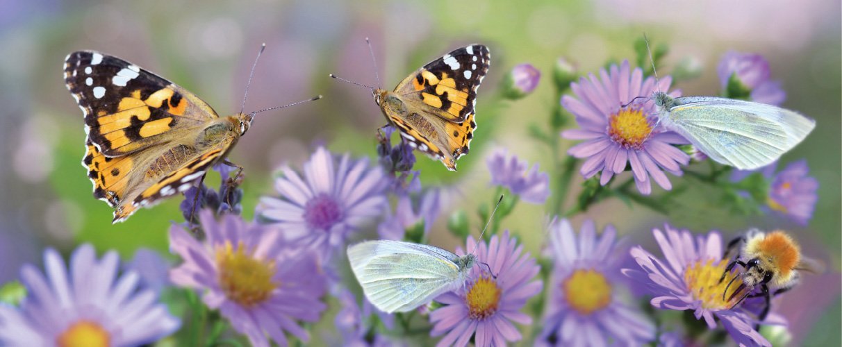 This is a image related to Biodiversity Conservation