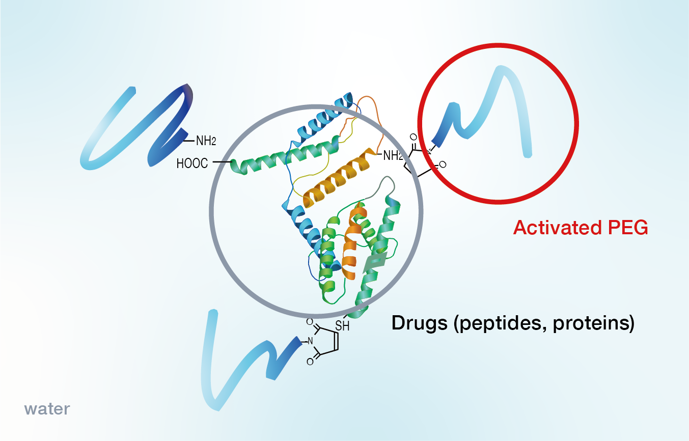  This is a schematic diagram of the molecular structure in which activated PEG is conjugated to drug molecules such as peptides or proteins.